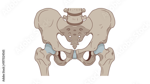 Detailed illustration of a human pelvis with highlighted hip joints and acetabula on a plain white background.