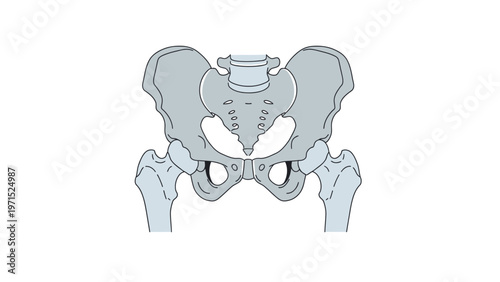 Detailed anatomical illustration of a human pelvis with labeled parts on a plain white background.