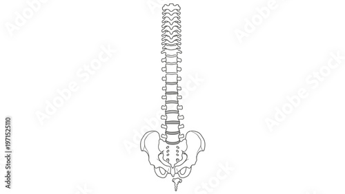 Detailed line drawing of a human spine and pelvis against a white background.