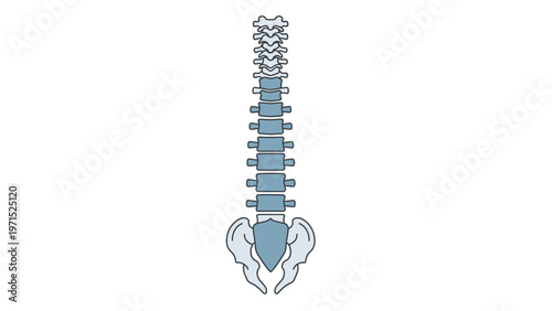 Detailed illustration of a human spine and pelvis against a white background.