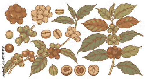 Coffee beans and leaves illustration.