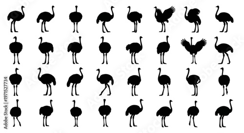 Collection of various ostrich silhouettes in different poses on white background