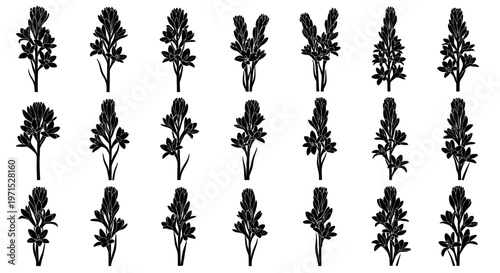 Collection of various black floral silhouettes on white background decorative plants and flowers