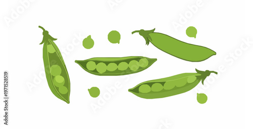 Green peas and pods flat vector illustration isolated on white background