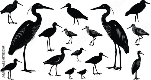 Wading birds silhouette collection, herons egrets shorebirds set in various poses, wildlife nature illustration, black vector isolated on white background, ornithology concept
