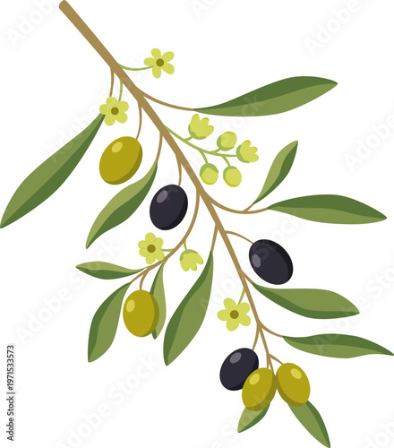 Olive branch with green and black olives, leaves and flowers. Mediterranean botanical vector isolated on white.