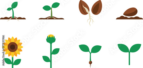 Plant growth stages from seed to sunflower blooming vector illustrations showing botanical life cycle and development.