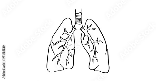 Cells structure sketch