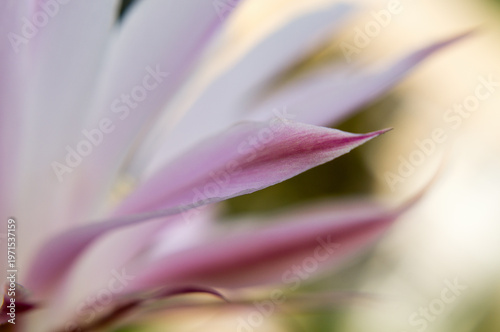close up of pink flower