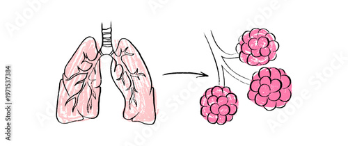 Cells structure sketch