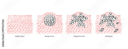 Cells structure sketch