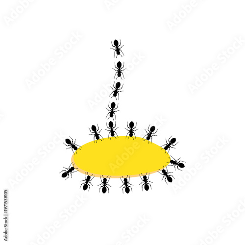 A Group of Black Ants Eating Drops of Honey