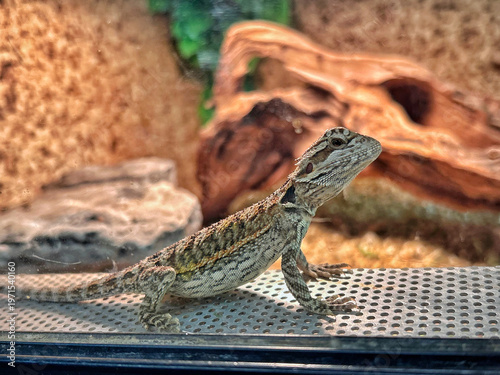 Small lizard resting inside a terrarium with natural substrate and wooden elements