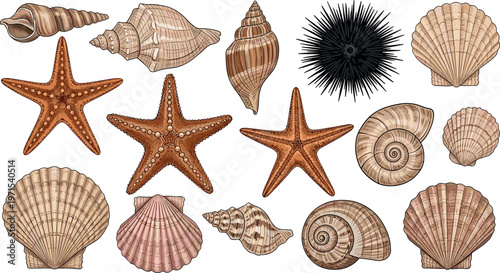 Hand-Drawn Collection of Seashells, Starfish, and Sea Urchin for Beach, Ocean, and Coastal Design