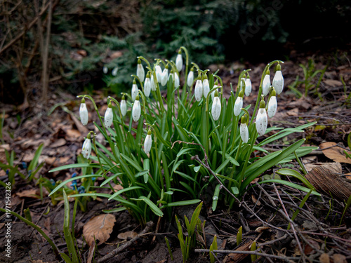 spring flowers snowdrops