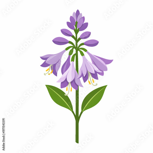 Purple bellflower campanula floral vector illustration