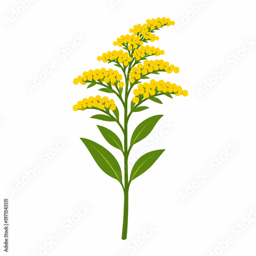 Yellow goldenrod flower wild botanical vector design