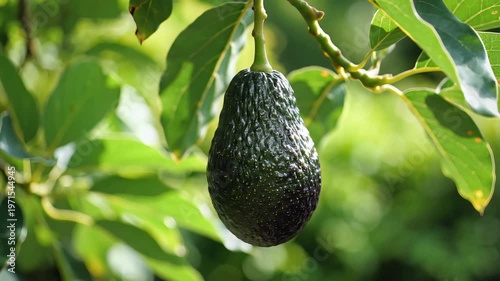 Ripe Avocado Hanging on a Tree Branch in Sunlight.