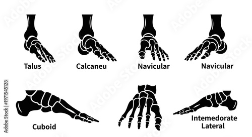 Human Foot Bones Anatomy Diagram: Talus, Calcaneus, Navicular, Cuboid