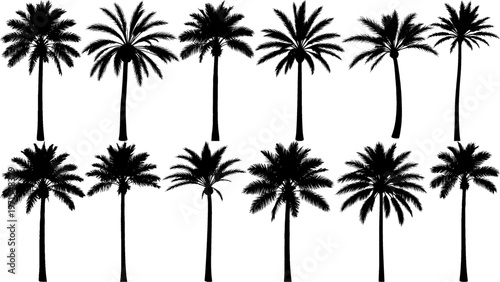 Minimal thin desert palm tree silhouettes in solid black, featuring slim trunks and sparse crowns, perfect for clean, modern, and minimalist vector design projects.
