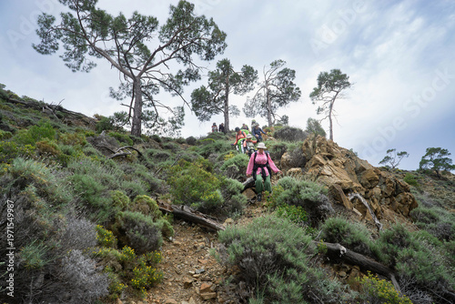 Hikers Descending Rocky Mountain Trail Among Pine Trees