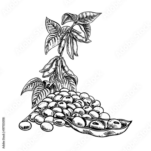 Soy stalk with pods and leaves and a handful of soybeans. Black and white vector graphic illustration. Perfect for creating product labels, posters, banners, menus, and more.