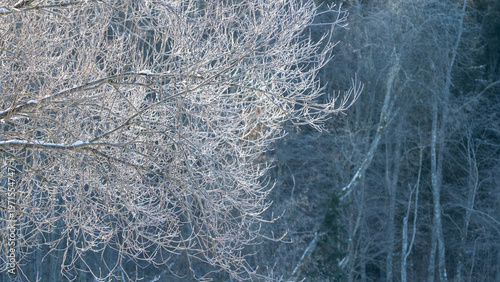 Canvastavla Frosty tree branches covered in hoarfrost against winter forest background