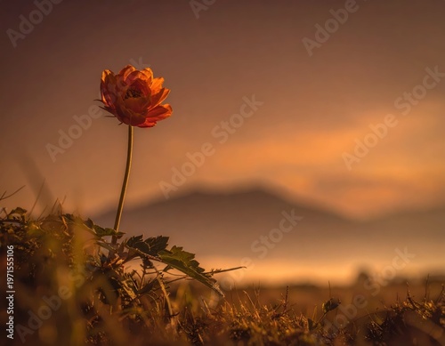 Stunning Orange Flower Against Soft Sunset Glow in Mountain Landscape