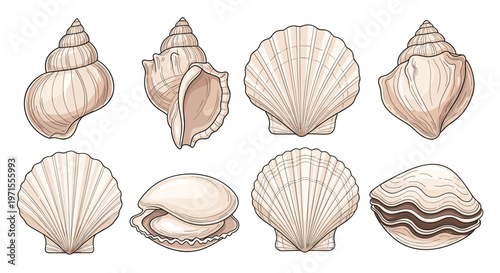 Detailed illustration of different types of seashells showing various shapes, sizes, and textures on a white background.