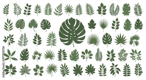 Comprehensive assortment of green leaf illustrations featuring a large centerpiece monstera leaf surrounded by diverse plant and tree foliage.