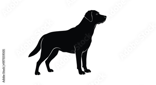 Black silhouette of a standing Labrador Retriever dog isolated on a white background for pet and animal related designs.