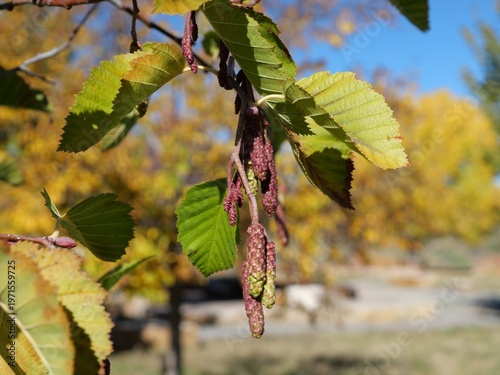 Thinleaf Alder (Alnus tenuifolia) Mature Catkins and Autumn Leaves, Colorado USA