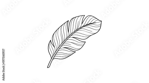 Delicate Black and White Feather Line Art Graphic Isolated on White.