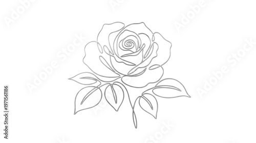 Elegant Rose Line Art Drawing.