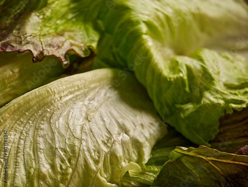 Close Up of Fresh Green Lettuce Leaves in Natural Window Light, Abstract Texture of Arabic Lettuce with Different Green Shades