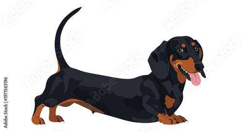 Cute black and tan dachshund dog shown in a standing profile view with its tongue out and tail held high on a white background.
