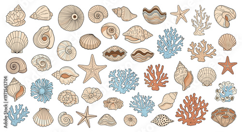 Diverse set of marine life illustrations including various sea shells, coral reefs, and starfish in soft colors on a white background.