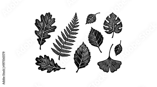 Monochromatic Botanical Engraving Diverse HandDrawn Leaf Silhouettes on White Background.