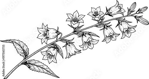 Detailed botanical illustration of a flowering branch with leaves and buds