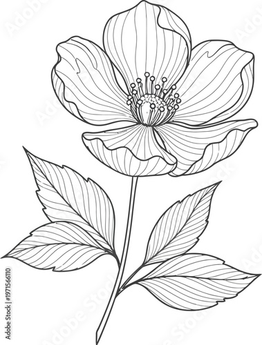 Elegant black and white sketch of a tulip flower with leaves