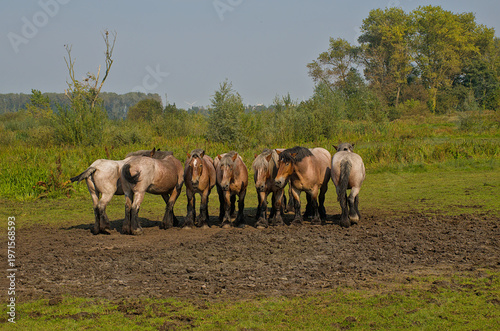 Canvastavla group of brown Belgian draft horses in a sunny meadow in Bougoyen nature reserve