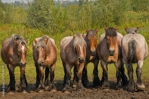 Fényképezés group of brown Belgian draft horses in a sunny meadow in Bougoyen nature reserve
