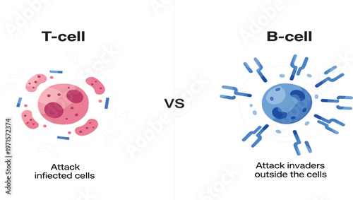 T Cell vs B Cell Immune System Comparison Diagram Showing Cellular Immunity and Antibody Response for Medical Education and Immunology Vector Illustration