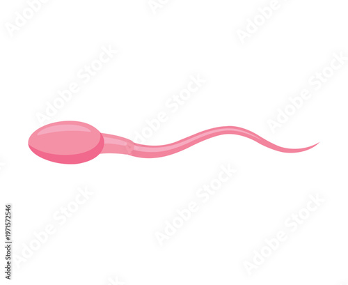 Illustration of a single pink human sperm cell, isolated on a white background.