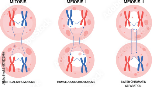 Mitosis and Meiosis Cell Division Diagram Showing Homologous Chromosomes and Sister Chromatid Separation Biology Education Vector Illustration