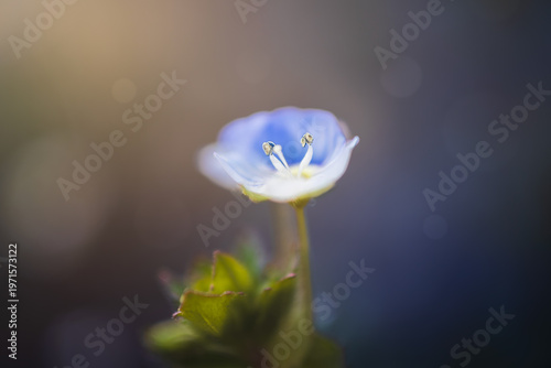 Blossom of Germander speedwell, veronica chamaedrys flower. Macro plant colorized background