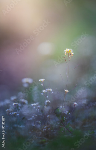 Thale cress, arabidopsis thaliana in bloom. Spring colored plant background