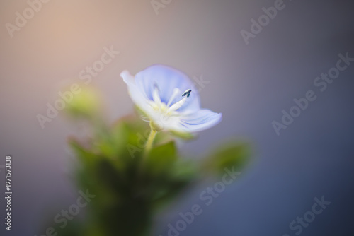 Blossom of Germander speedwell, veronica chamaedrys flower. Macro plant colorized background