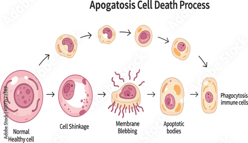 Apoptosis Cell Death Process Diagram Showing Cell Shrinkage, Membrane Blebbing, Apoptotic Bodies Formation, and Phagocytosis Biology Education Vector