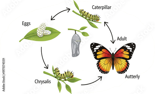 Butterfly Life Cycle Diagram Showing Eggs, Caterpillar, Chrysalis, and Adult Butterfly Stages with Educational Biology Process Illustration in Flat Vector Style